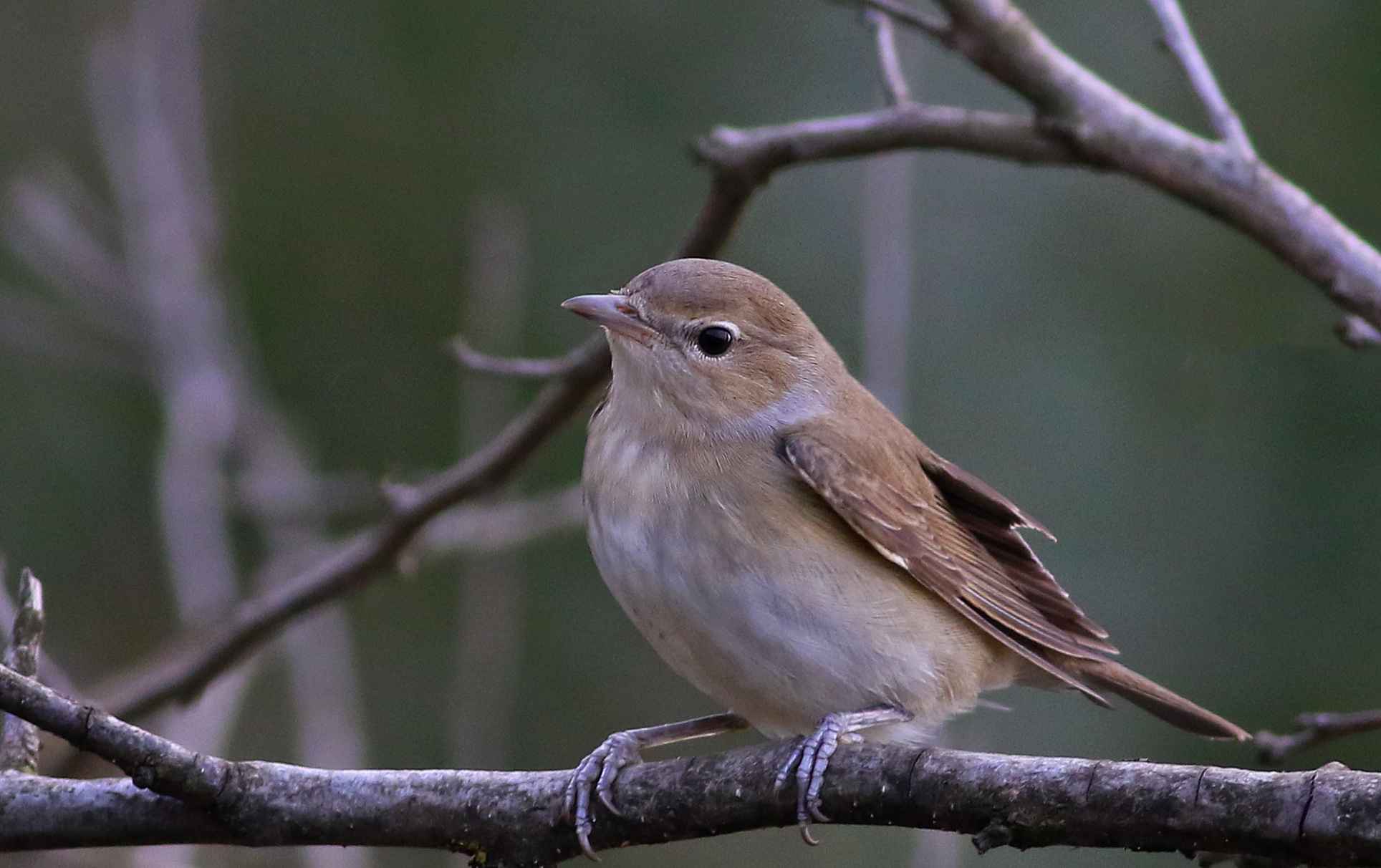 Garden Warbler